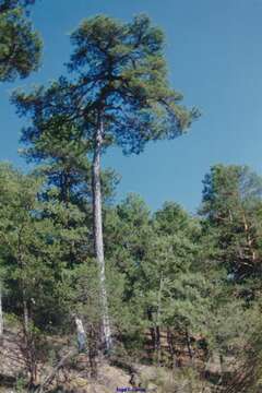 Image of Pinus nigra subsp. salzmannii (Dunal) Franco