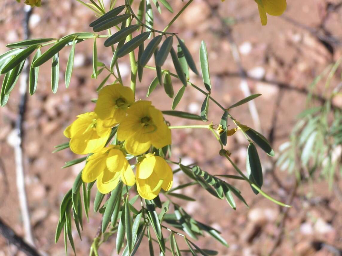 Plancia ëd <i>Senna glutinosa</i>