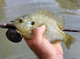 Image of Redear Sunfish