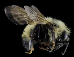 Image of Bumblebees