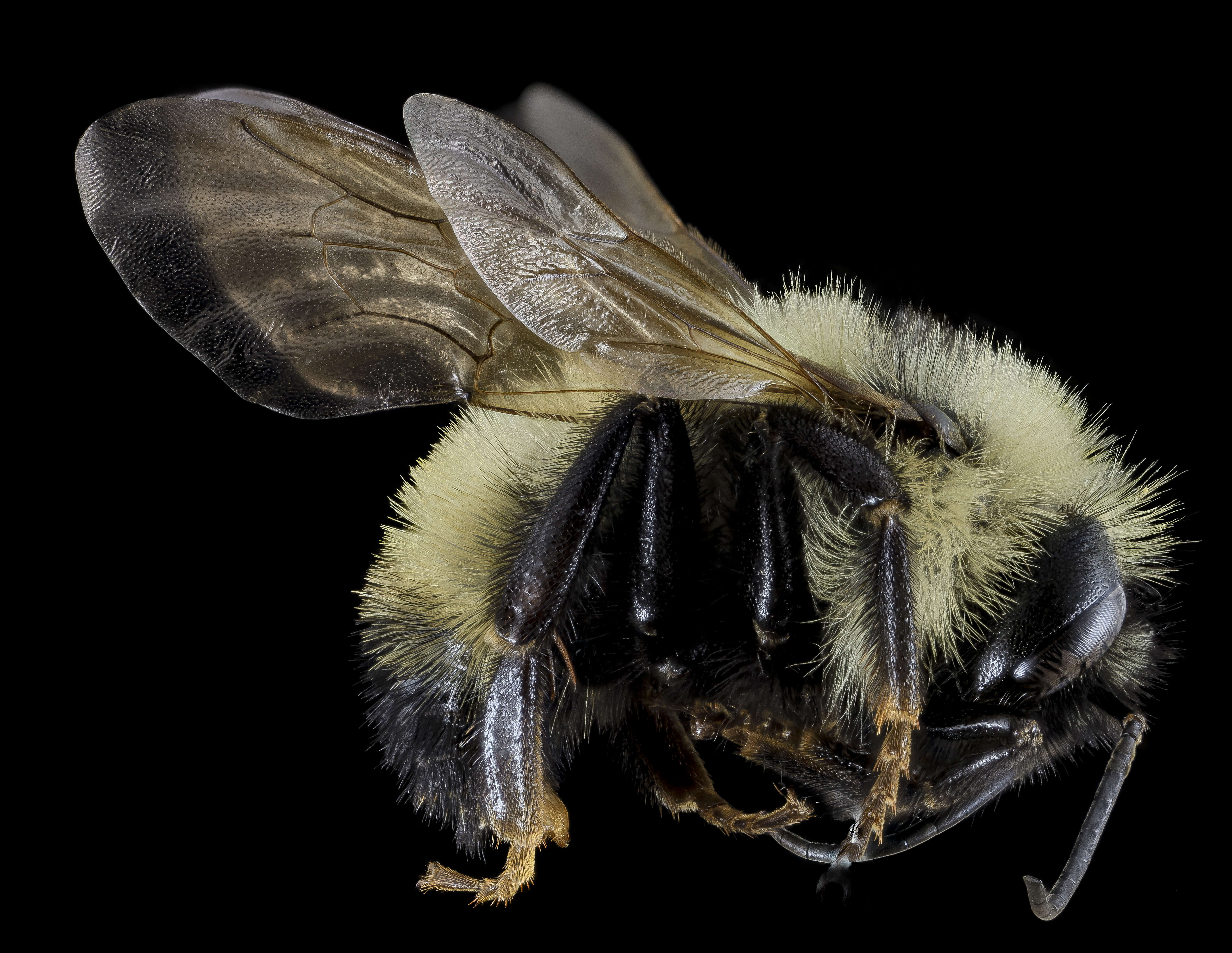 Image of Bumblebees