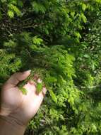 Image of Caucasian Spruce