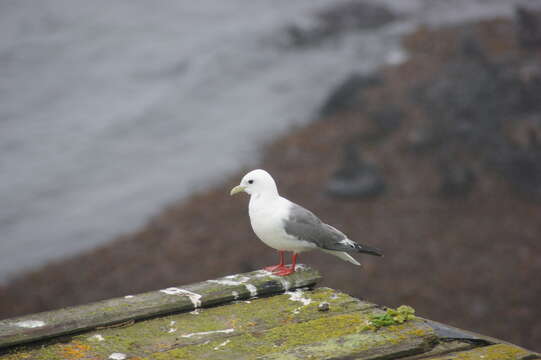 Image of Red-legged Kittiwake