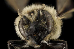 Image of Small-handed Leaf-cutter Bee