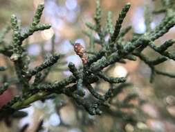 Image of Santa Cruz Cypress