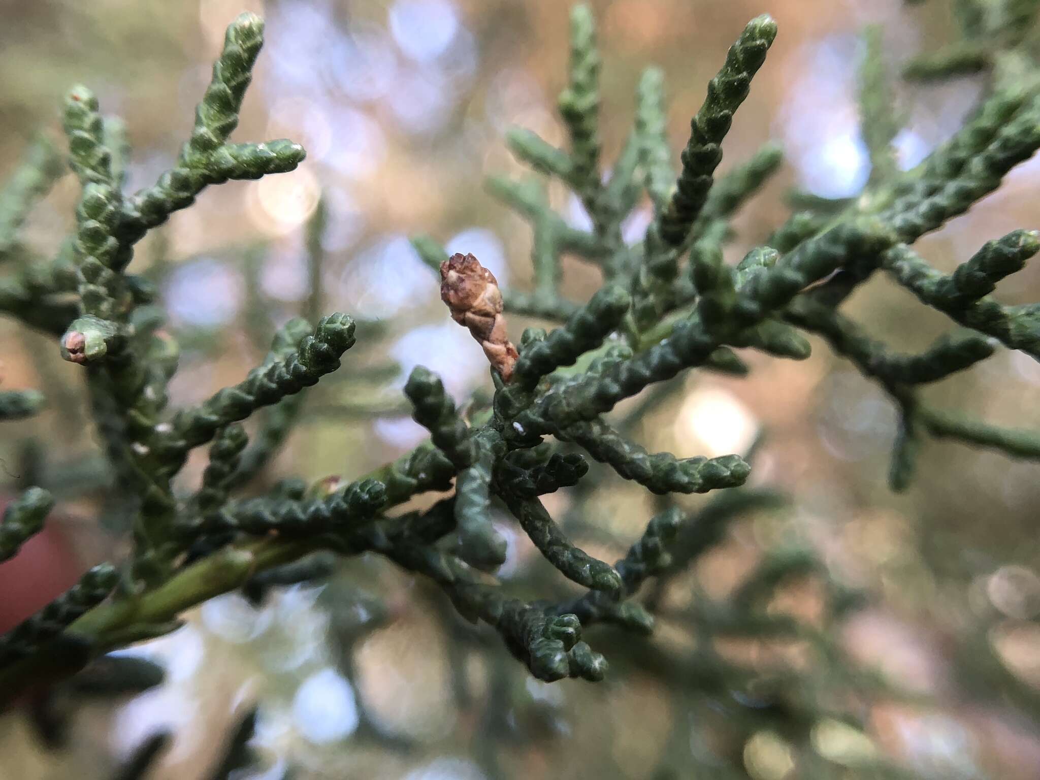 صورة Cupressus goveniana var. abramsiana (C. B. Wolf) Little