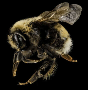 Image of Bumblebees