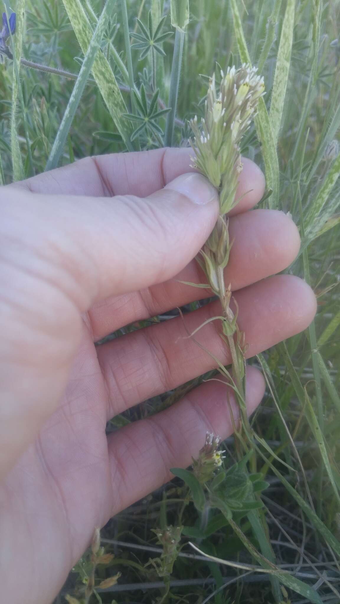 Image of attenuate Indian paintbrush