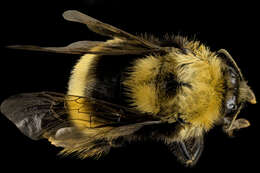 Image of Bumblebees