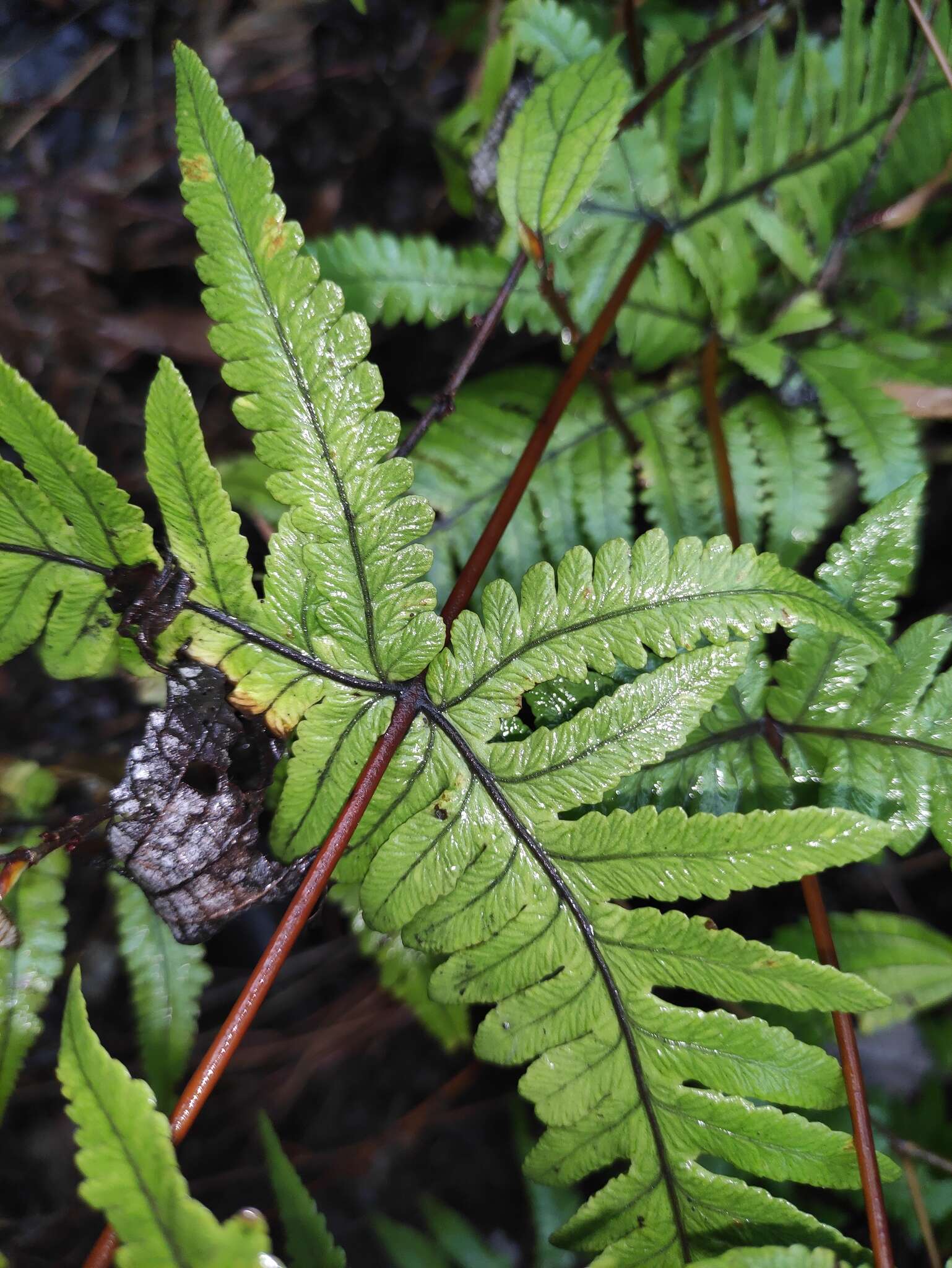 Sivun Phegopteris aurita (Hook.) J. Sm. kuva