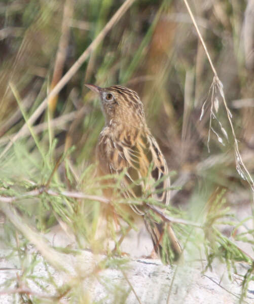 Image of Cisticola juncidis terrestris (Smith & A 1842)