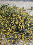 Imagem de Helichrysum stoechas subsp. barrelieri (Ten.) Nym.