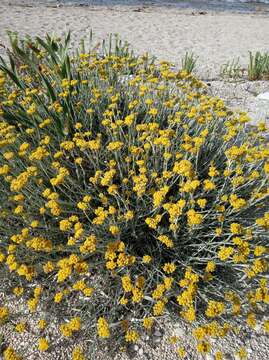 Image of Helichrysum stoechas subsp. barrelieri (Ten.) Nym.