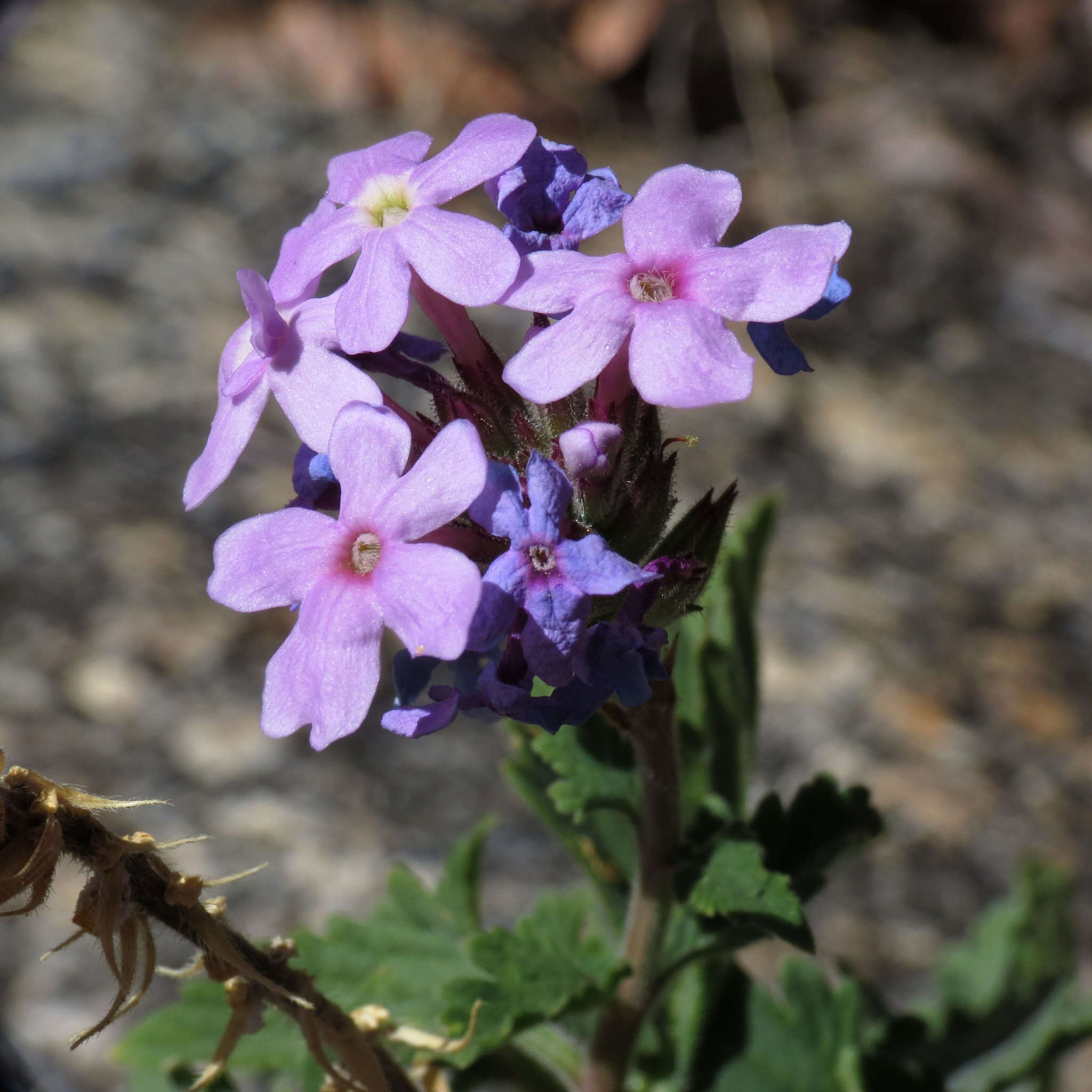 Image of southwestern mock vervain