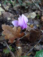 Слика од Cyclamen hederifolium Aiton