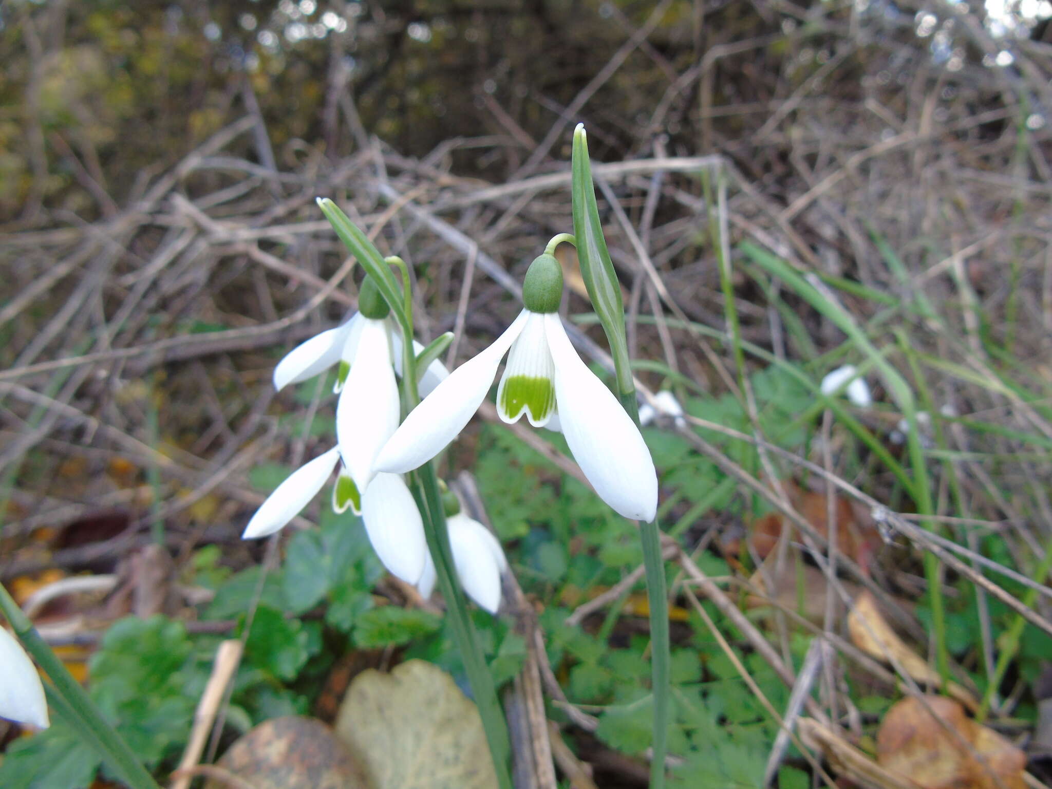 Image of Galanthus reginae-olgae subsp. reginae-olgae