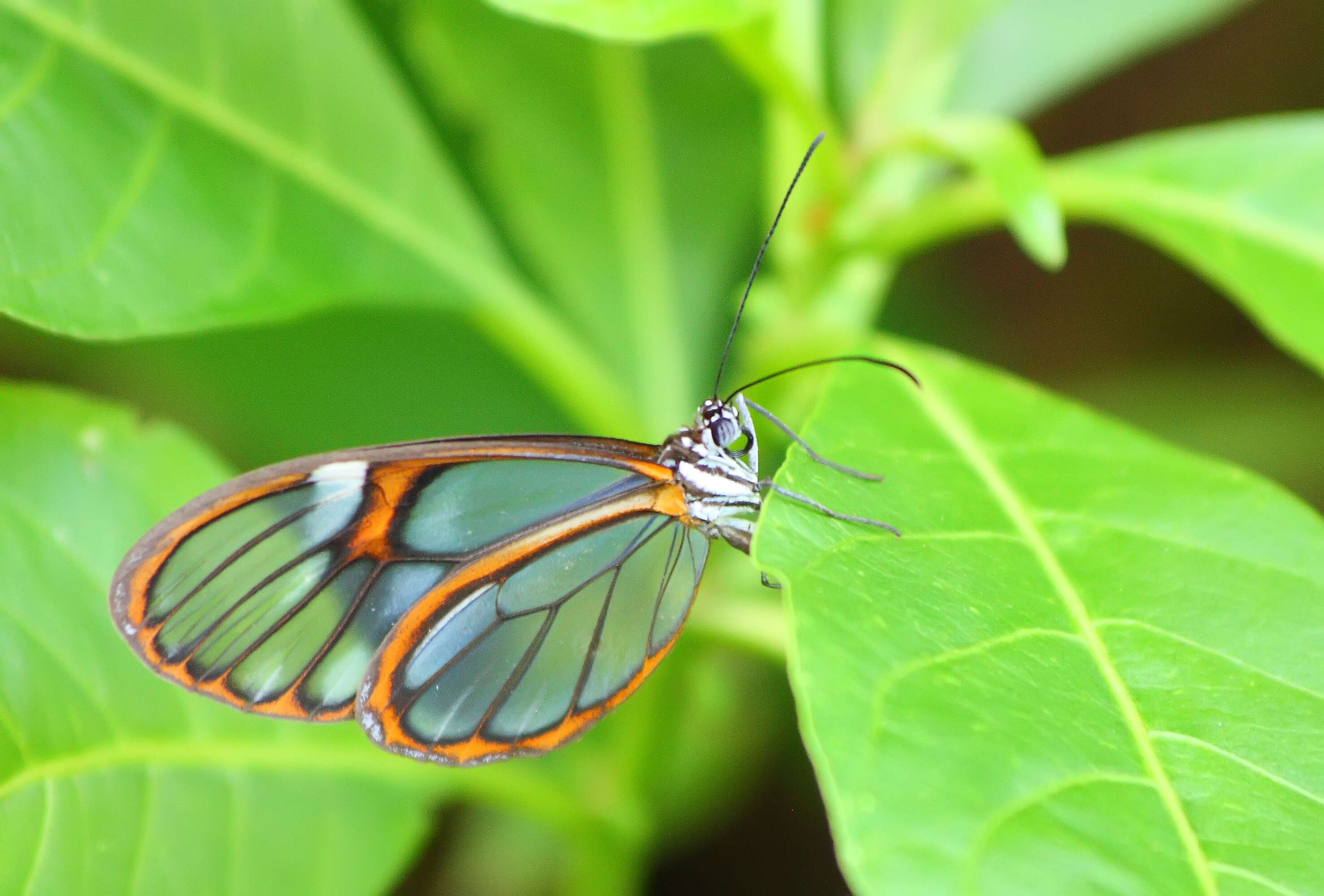 Image of Glass Wing