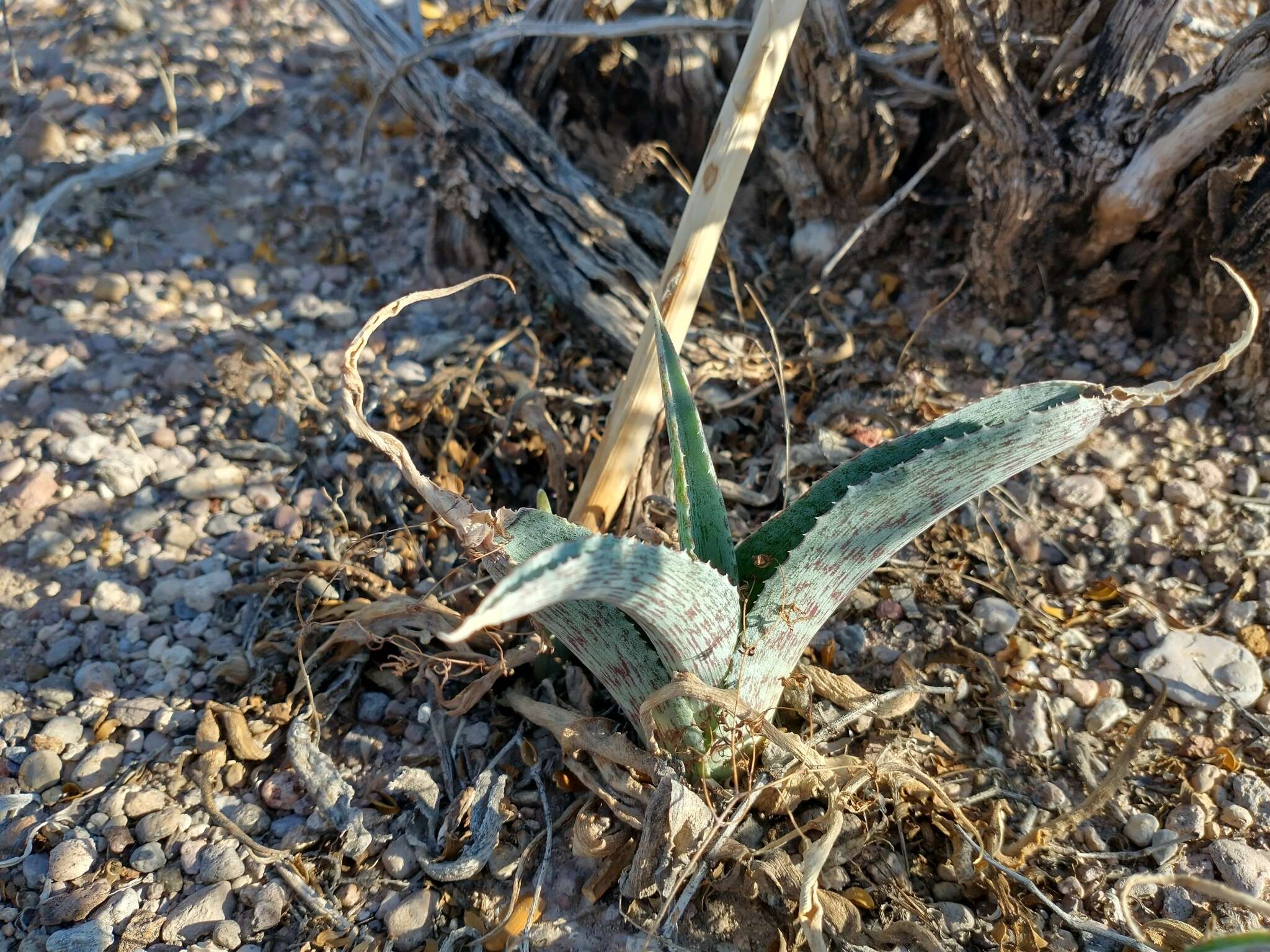 Plancia ëd Agave brunnea S. Watson