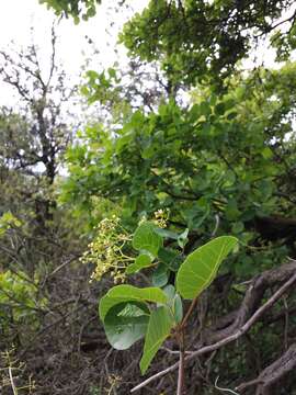 Image of European smoketree