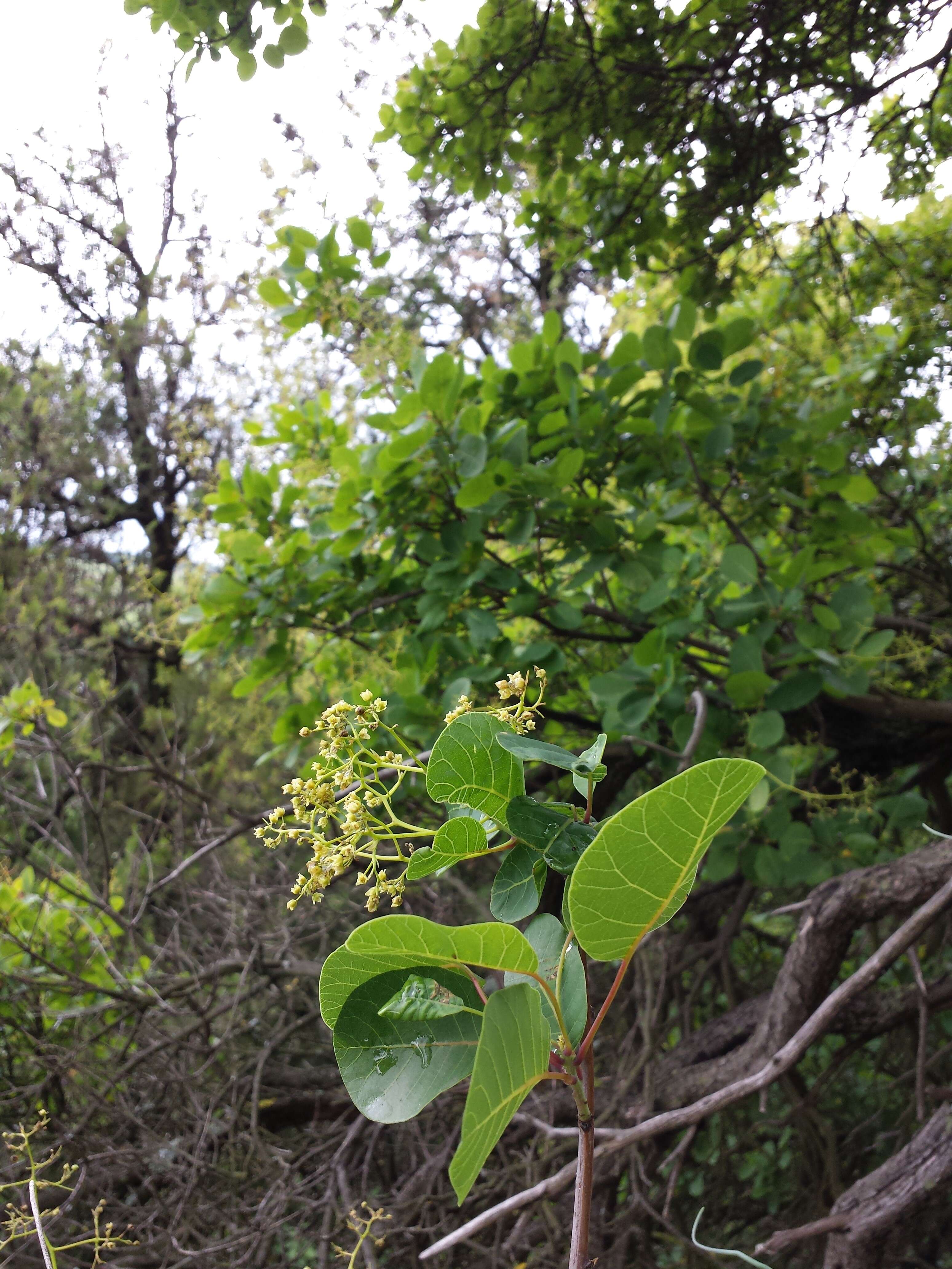 Image of European smoketree