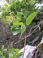 Image of European smoketree