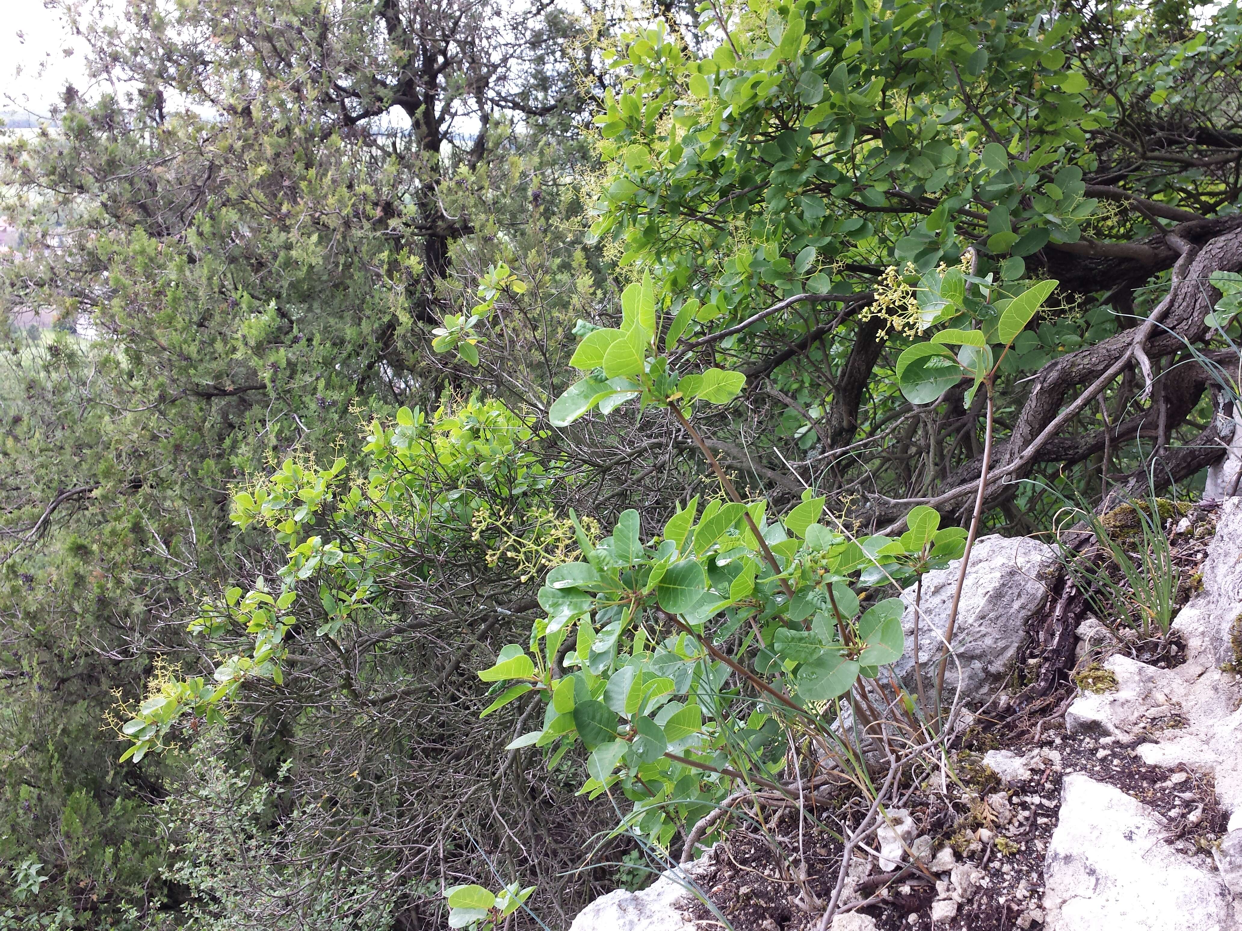 Image of European smoketree