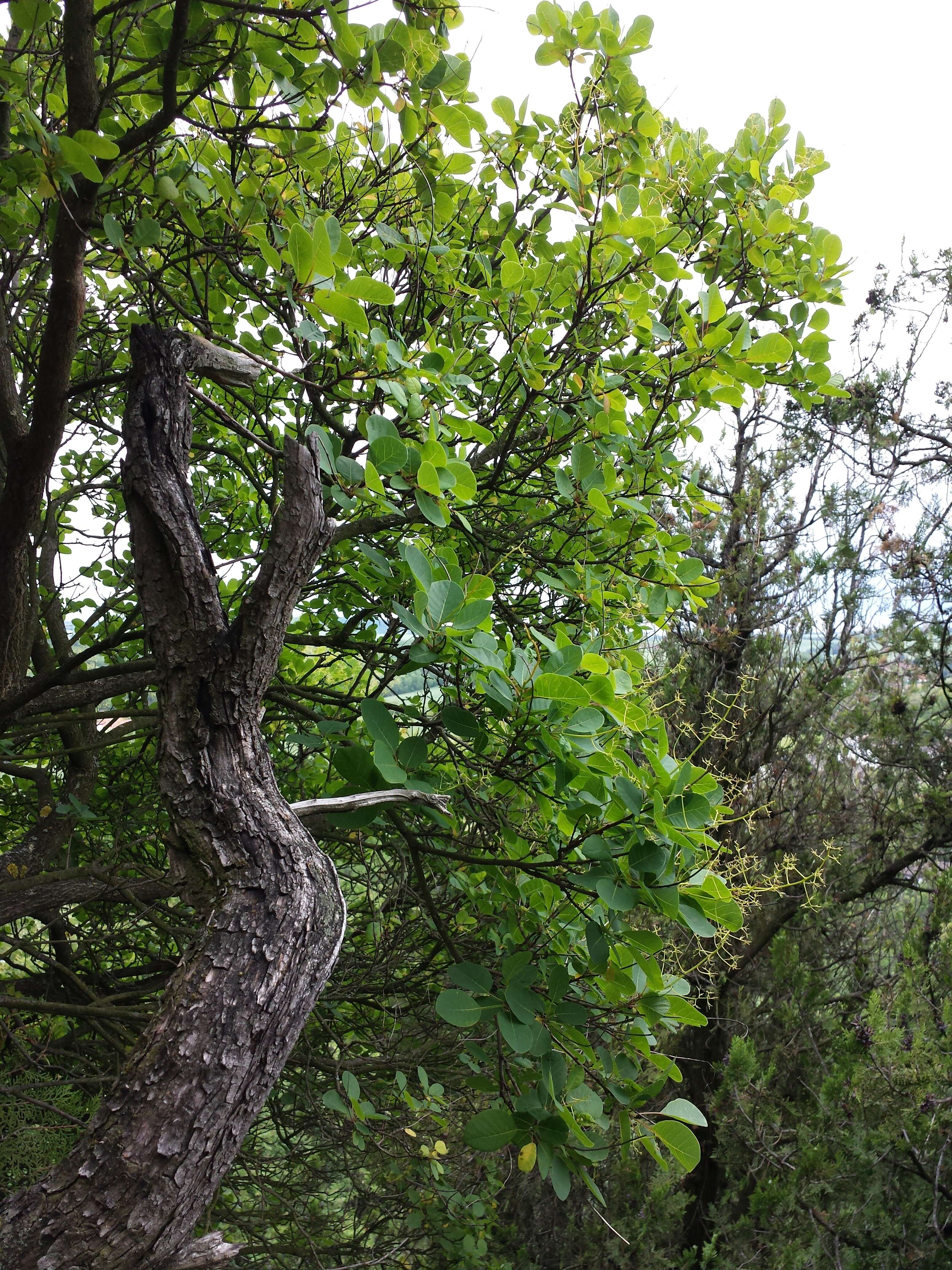 Image of European smoketree