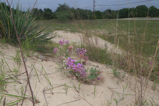 Image of large-fruited sand verbena