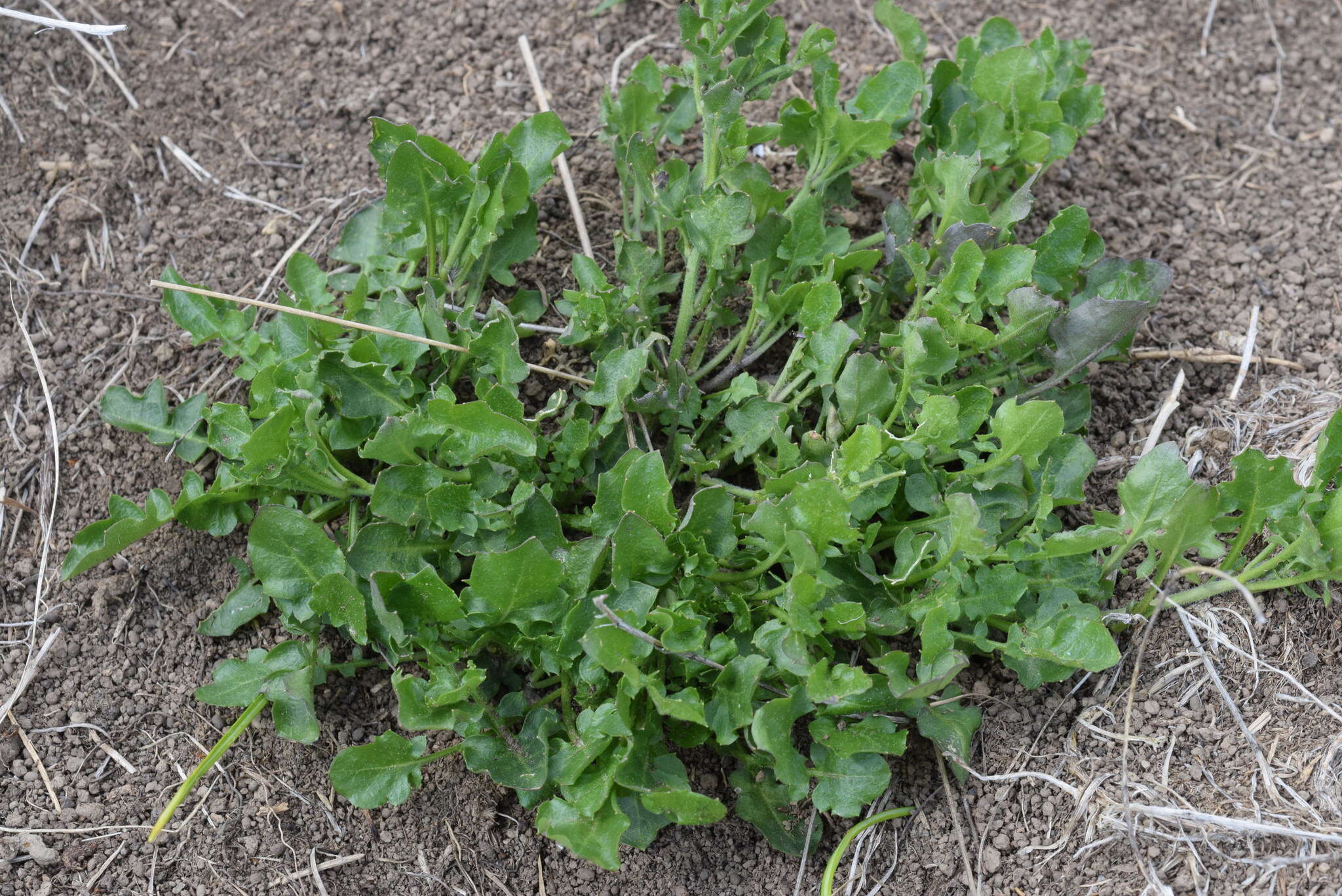 Image of Arabidopsis halleri (L.) O'Kane & Al-Shehbaz