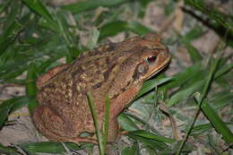 Image of Cururu Toad