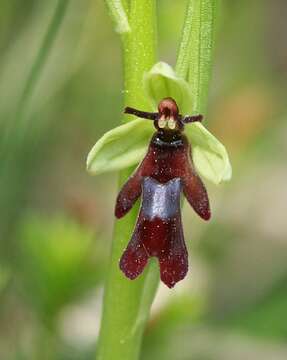 Image of ophrys