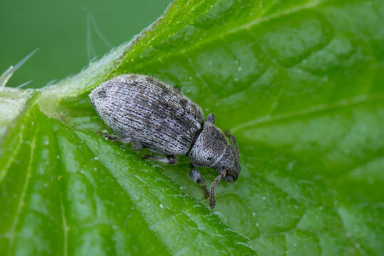 Image of Phyllobius (Alsus) brevis Gyllenhal 1834