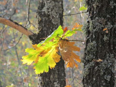 Image of Hungarian Oak