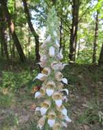 Image of Grecian foxglove