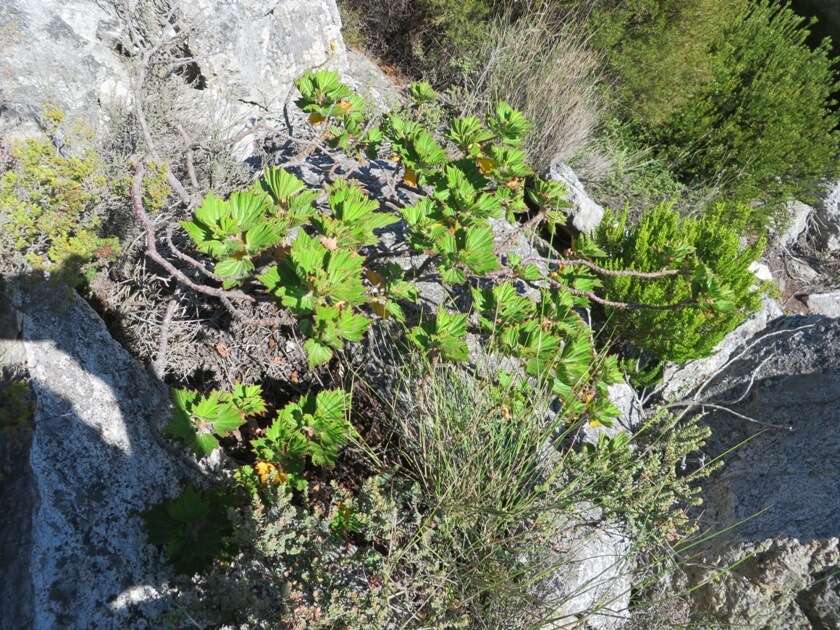 Слика од Pelargonium cucullatum (L.) L'Her.