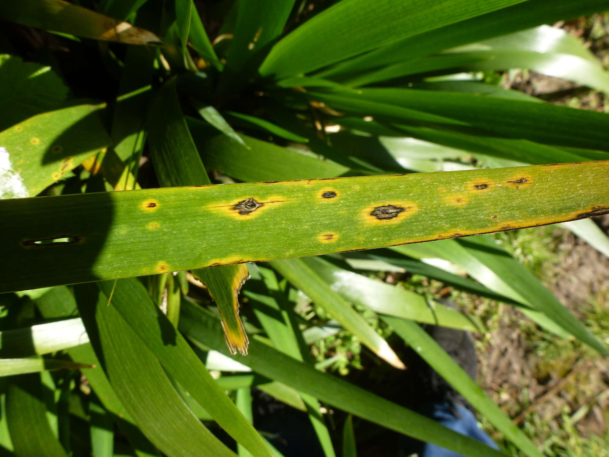 Image of Puccinia iridis Wallr. 1844