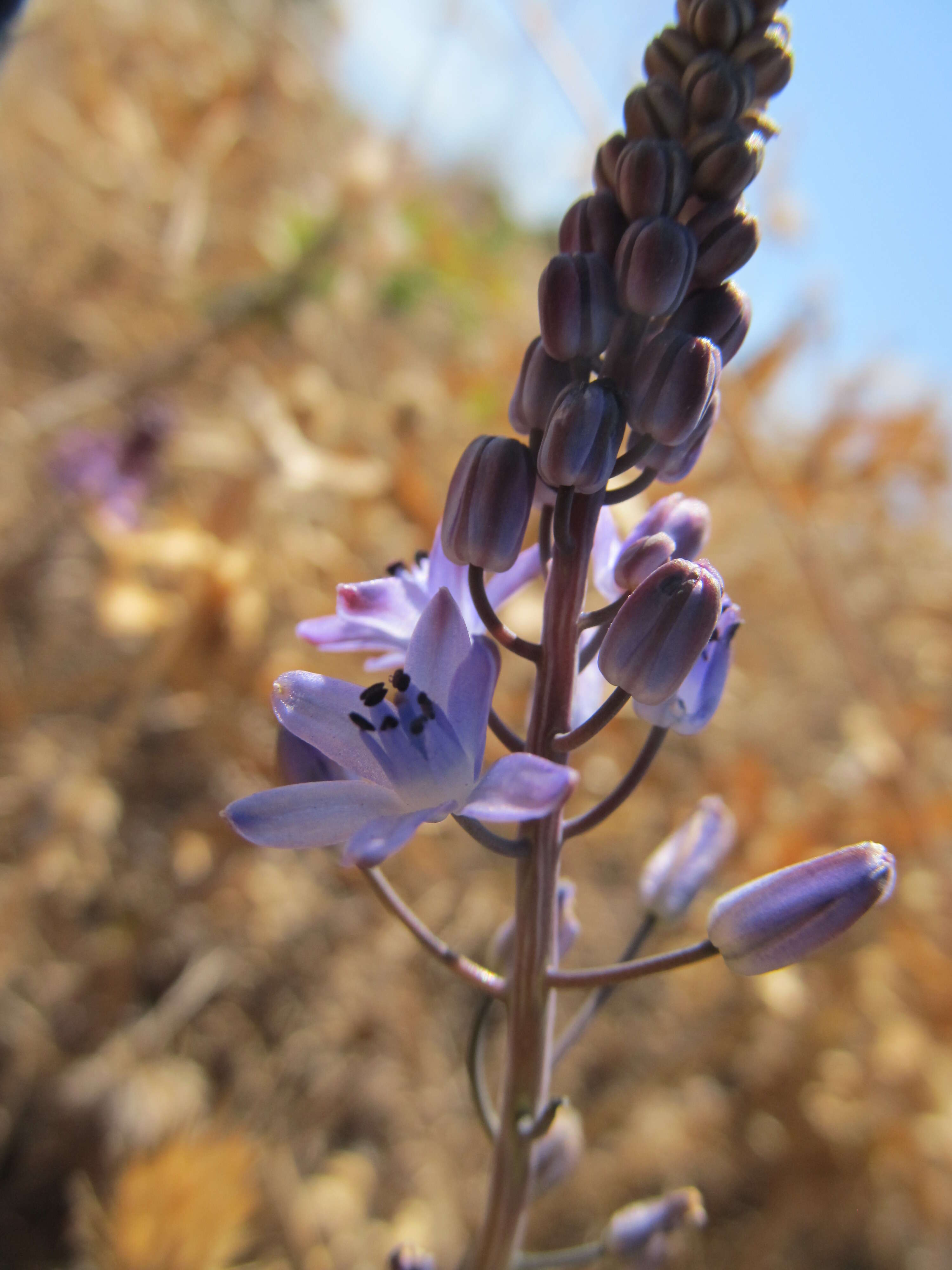 Image of autumn squill