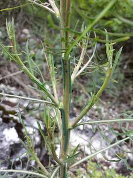 Lactuca viminea (L.) J. & C. Presl的圖片