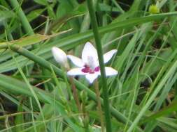 Freesia laxa subsp. azurea (Goldblatt & Hutchings) Goldblatt & J. C. Manning resmi