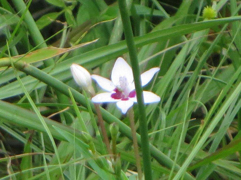 Freesia laxa subsp. azurea (Goldblatt & Hutchings) Goldblatt & J. C. Manning resmi