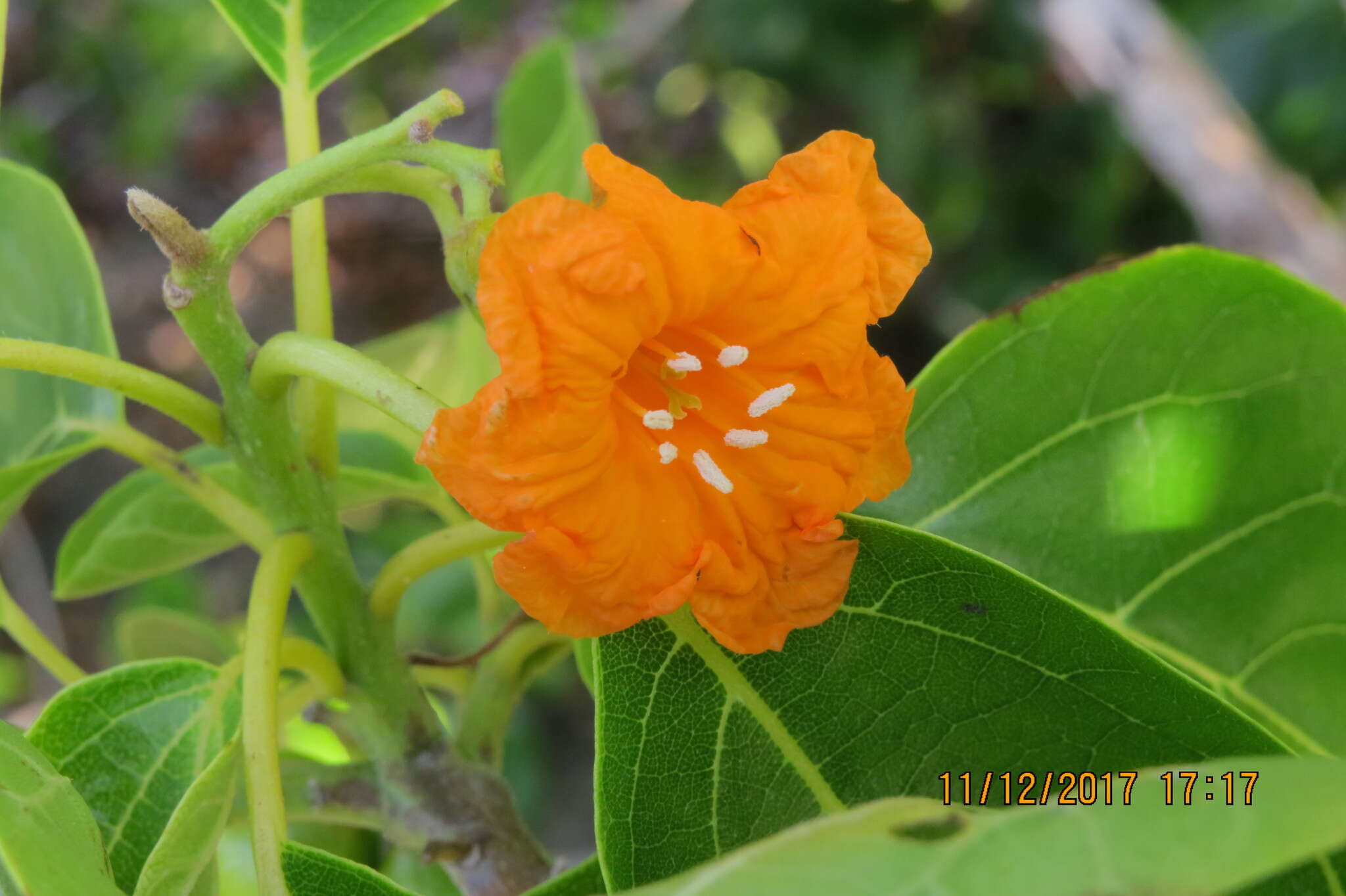 Image de Cordia subcordata Lamarck