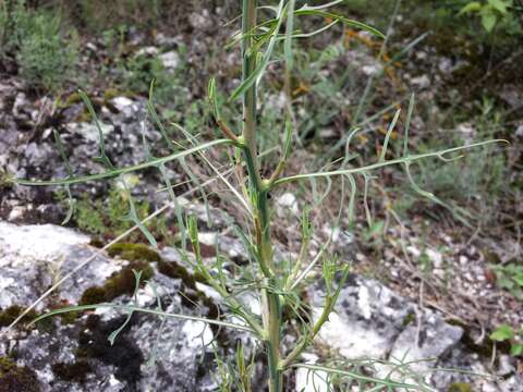 Lactuca viminea (L.) J. & C. Presl的圖片