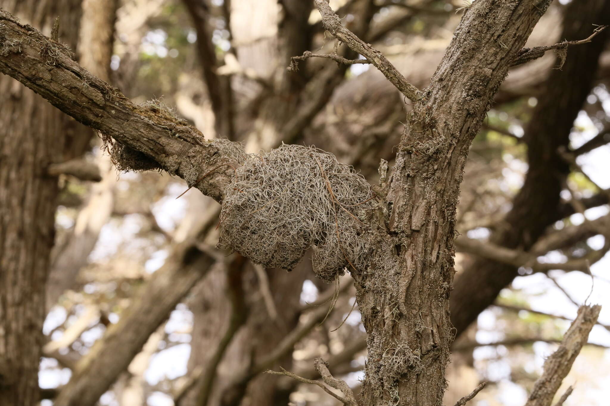 Image of Dendrographa alectoroides Sundin & Tehler