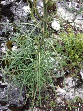 Lactuca viminea (L.) J. & C. Presl的圖片