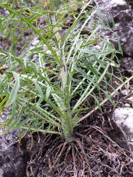 Lactuca viminea (L.) J. & C. Presl的圖片