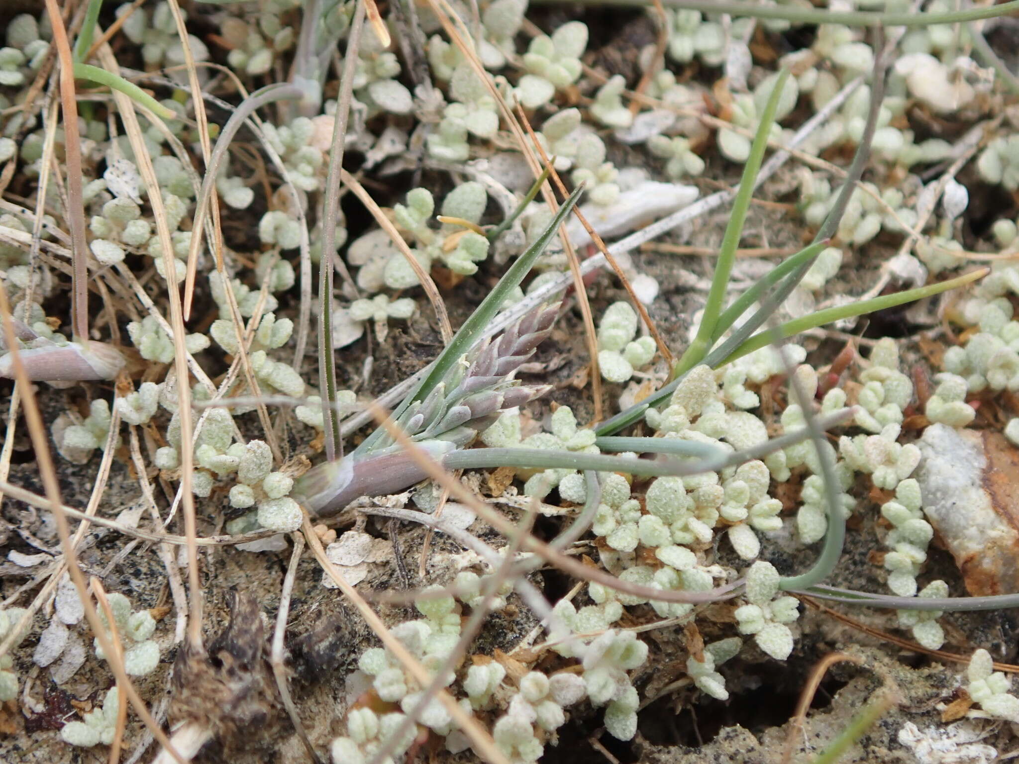 Plancia ëd Puccinellia raroflorens Edgar