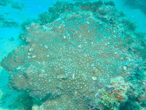 Image of Turbinaria coral