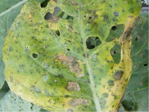 Imagem de Alternaria brassicicola (Schwein.) Wiltshire 1947