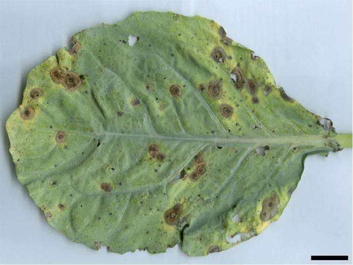 Image of Alternaria brassicicola (Schwein.) Wiltshire 1947