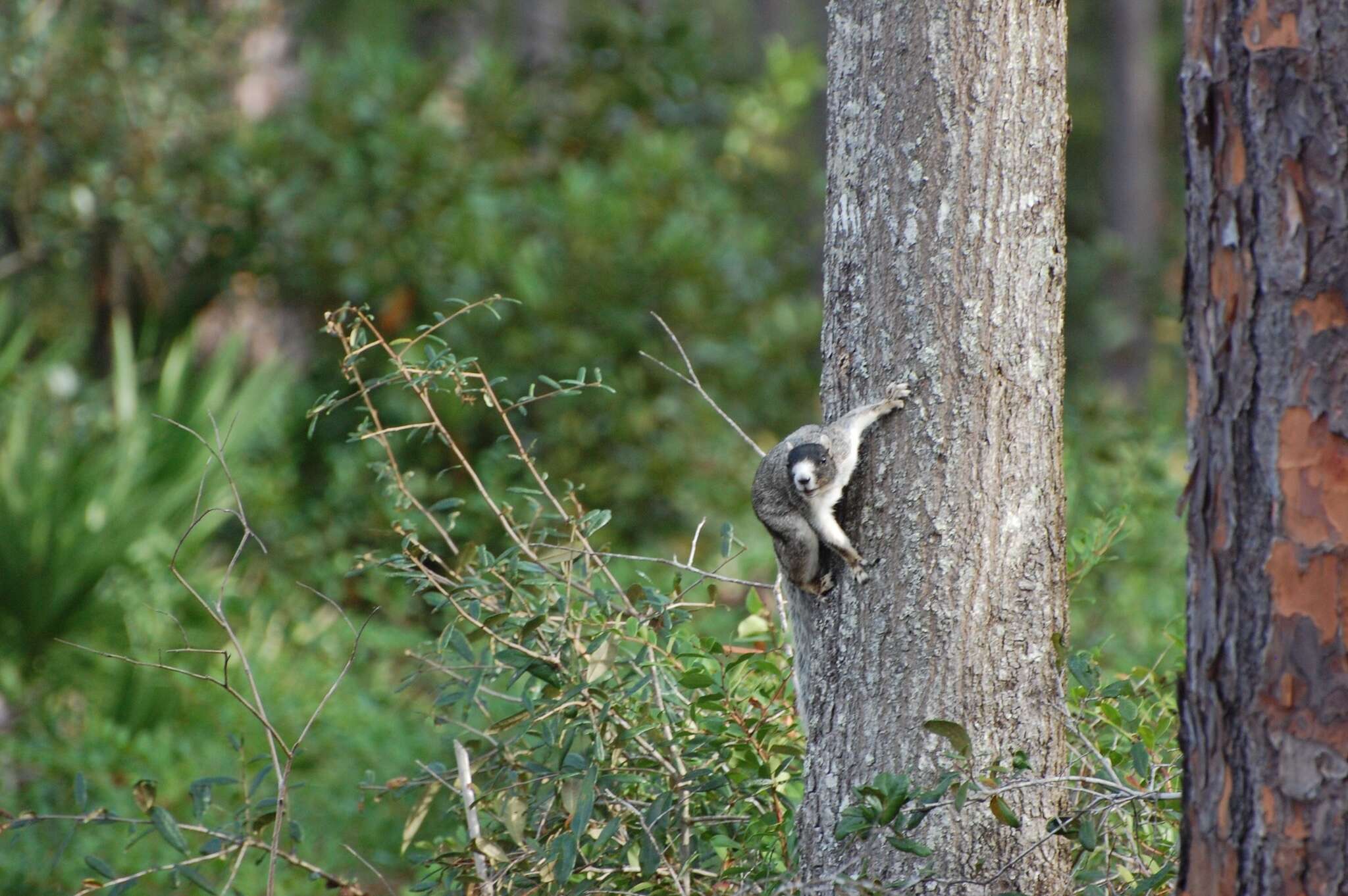 Image of Sciurus niger niger Linnaeus 1758